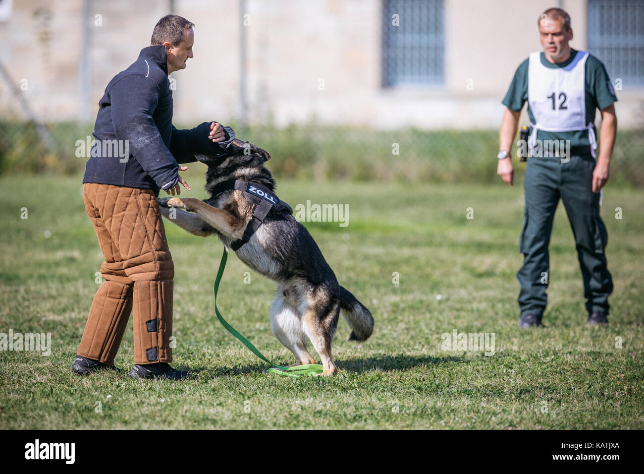 Pirna, Allemagne. 27 sep, 2017. un chien d'attaque un agent des douanes dans les équipements de protection, qui joue le rôle de suspect, lors d'un examen du rendement de l'équipe de chiens des douanes à pirna, Allemagne, 27 septembre 2017. Credit : Oliver killig/dpa-zentralbild/dpa/Alamy live news Banque D'Images