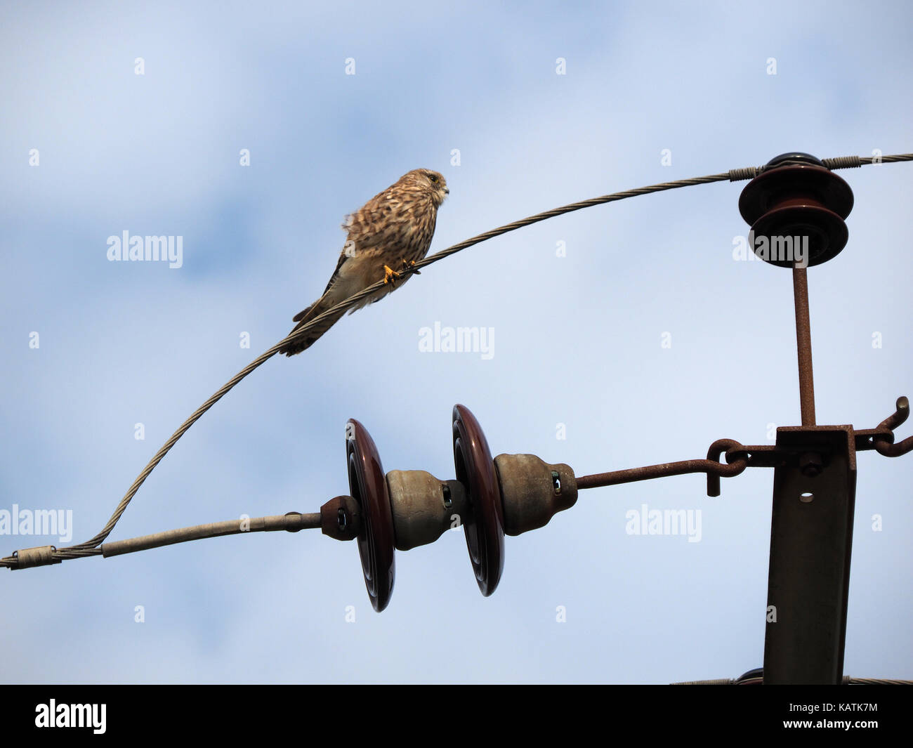 Harty, Isle of Sheppey, Kent, UK. 27 Sep, 2017. Météo France : un après-midi chaud et ensoleillé dans le quartier calme de Harty sur l'île de Sheppey, Kent. Un kestrel est perché sur les lignes électriques. Credit : James Bell/Alamy Live News Banque D'Images