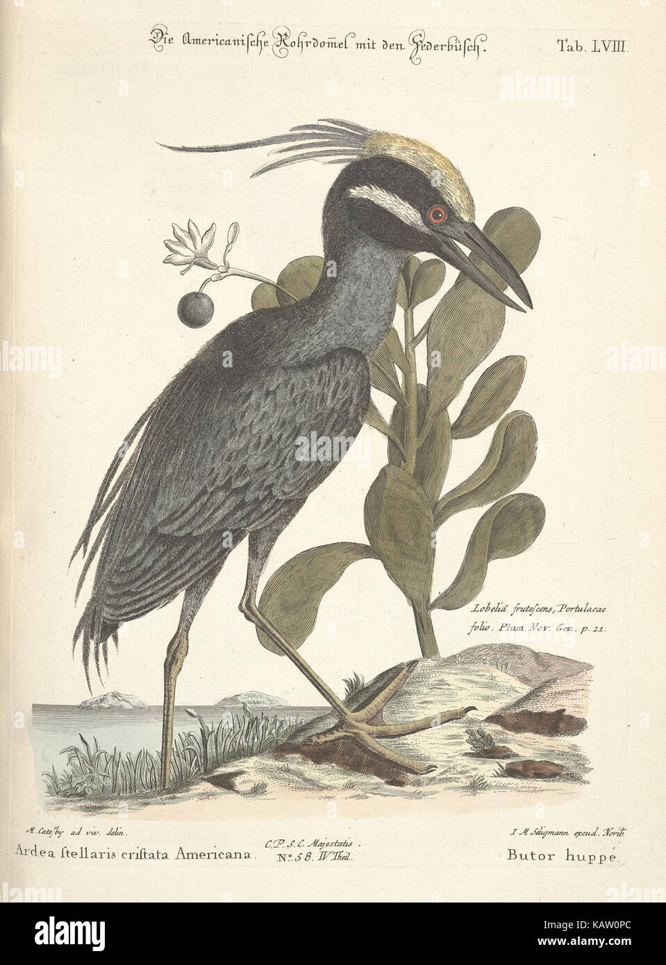 'Verzameling van uitlandsche en zeldzaame vogelen (Tab. LVIII)' est une illustration rare d'espèces d'oiseaux exotiques et rares, qui fait partie d'une collection du Missouri Botanical Garden et de la Peter H. Raven Library. Banque D'Images