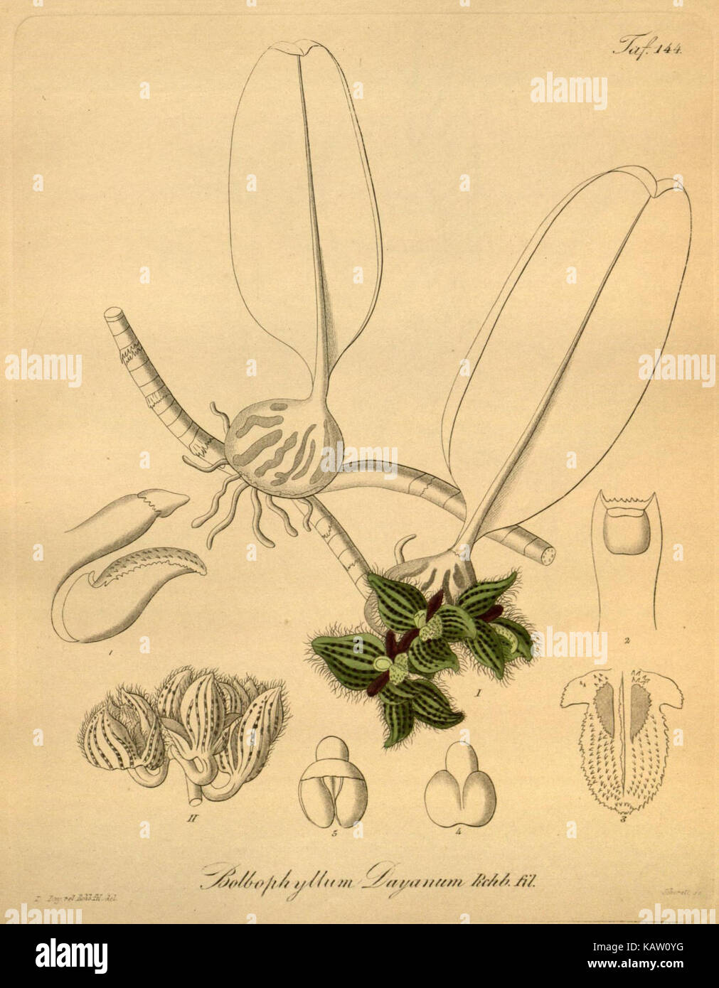 Une illustration de Xenia orchidacea tirée d’une référence botanique, représentant les caractéristiques détaillées de la plante, trouvée dans la collection du jardin botanique du Missouri. Banque D'Images