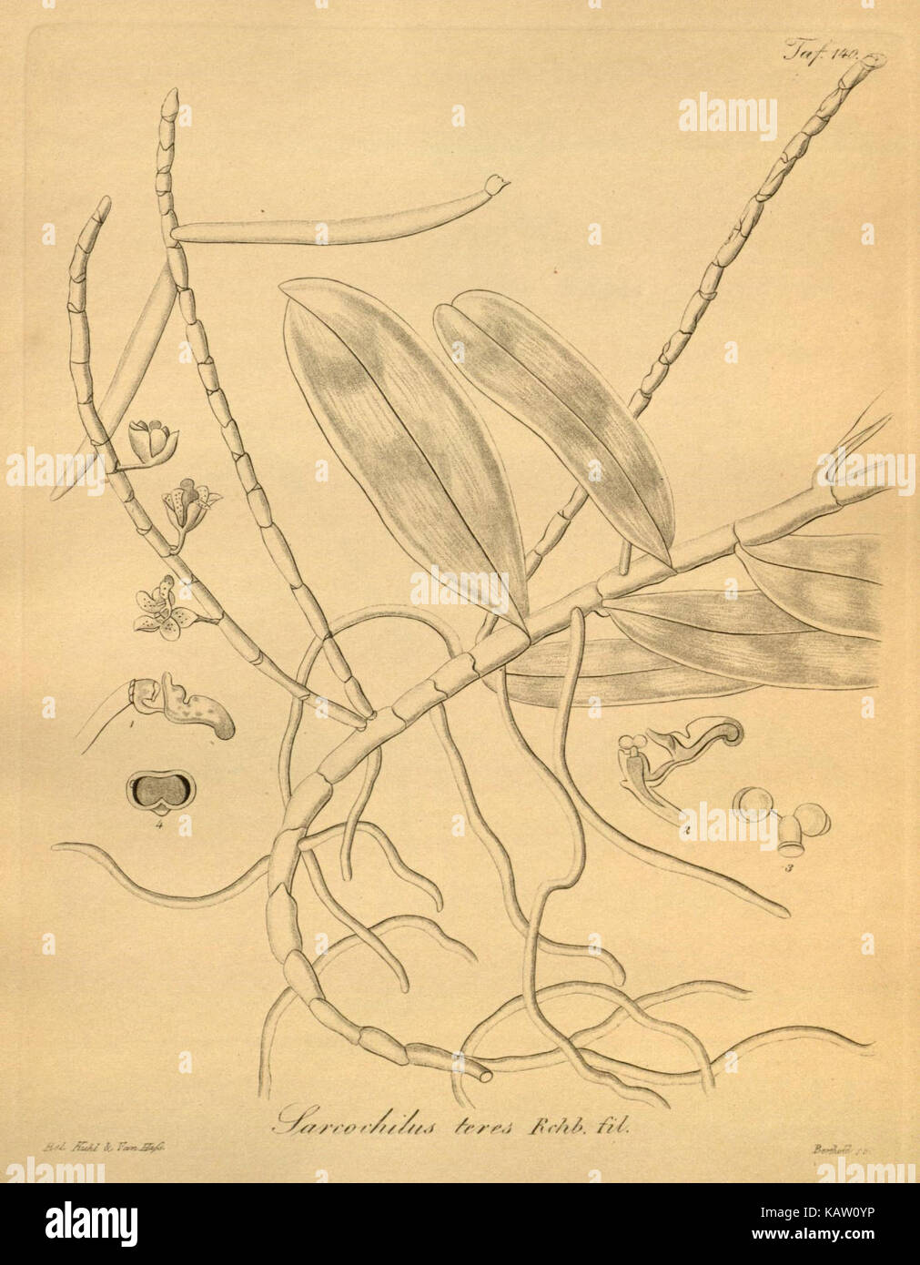 Xenia orchidacea (tab. 140) (8599750123) Banque D'Images