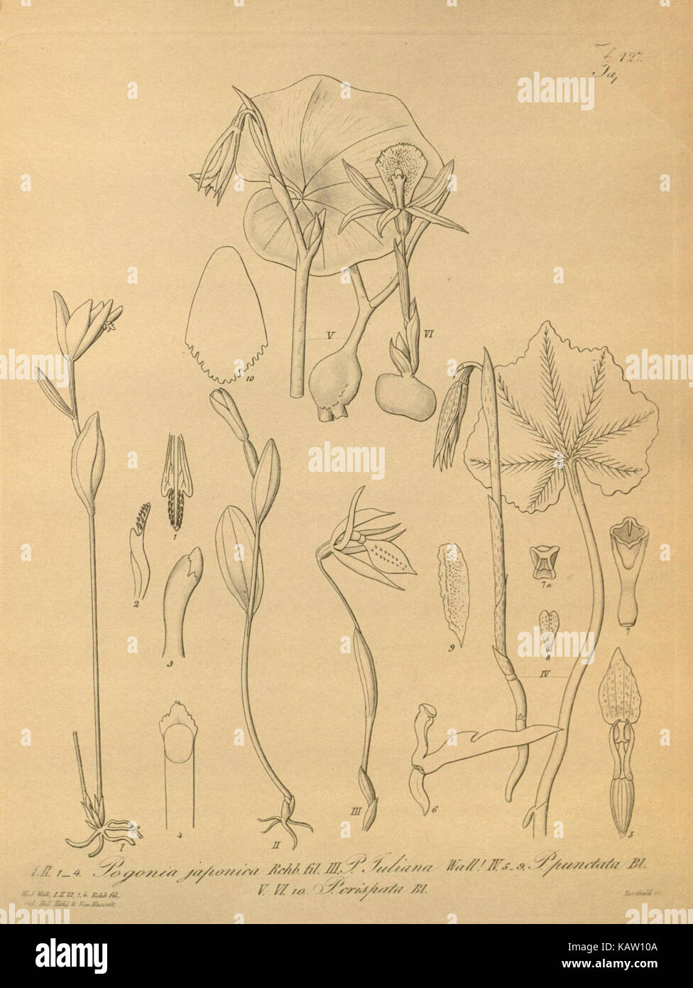 Cette illustration botanique représente Xenia orchidacea, une espèce d'orchidée connue pour ses fleurs complexes et son aspect exotique. L’image souligne les détails floraux et les caractéristiques distinctes de l’espèce. Banque D'Images