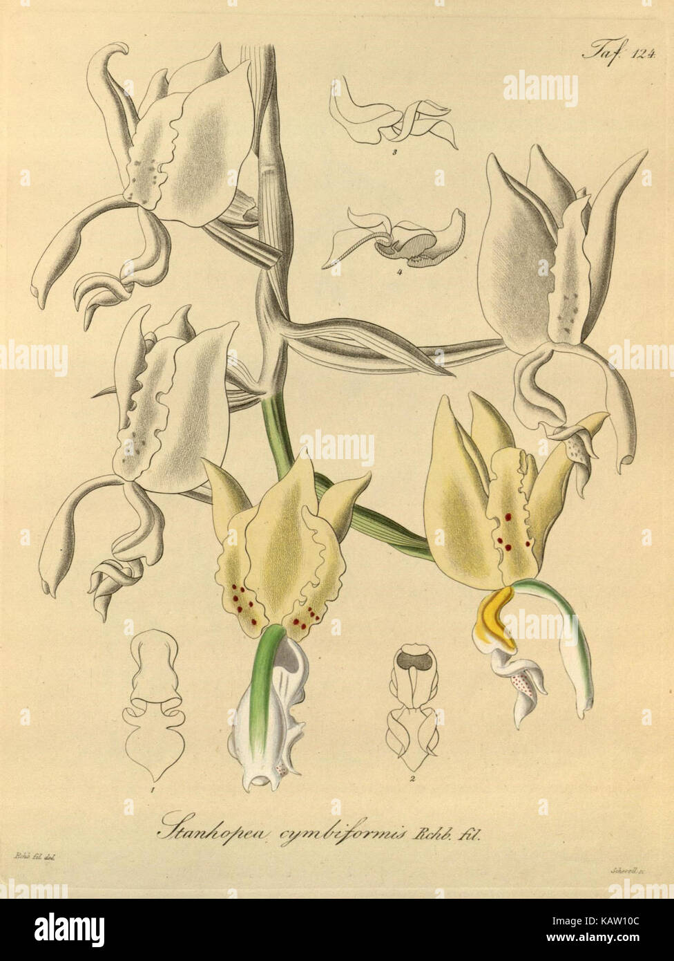 Une illustration botanique de Xenia orchidacea, montrée dans Tab. 124. Cette espèce est connue pour ses fleurs uniques, qui mettent en valeur les détails complexes de sa structure et de ses caractéristiques. Banque D'Images