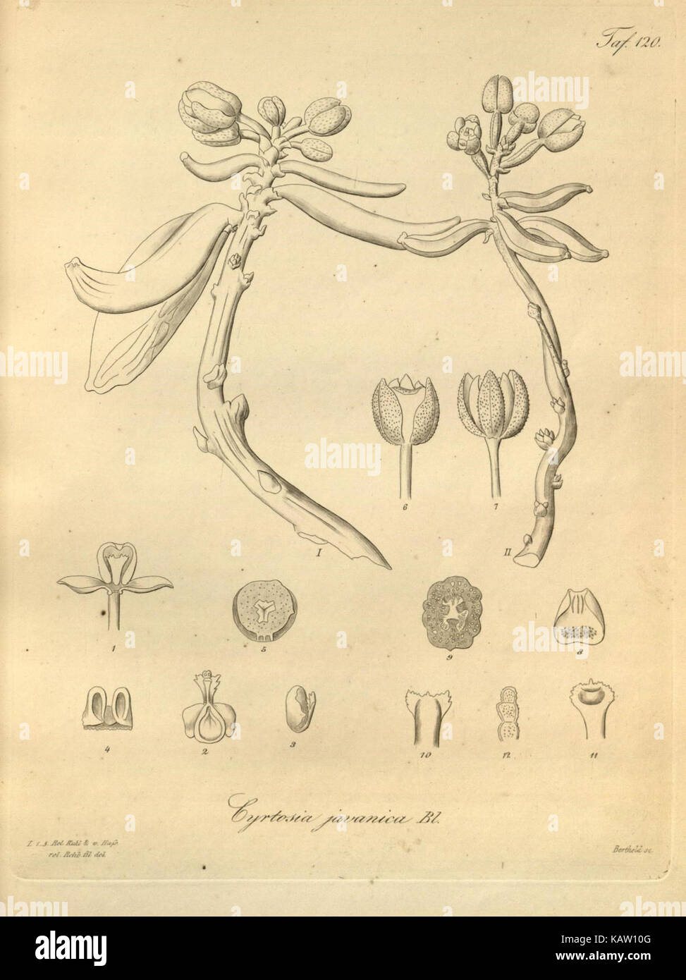 Une illustration de *Xenia orchidacea*, une espèce d'orchidée, présentée dans une publication botanique. L'image décrit les caractéristiques détaillées de la plante, en se concentrant sur sa structure florale unique. Banque D'Images