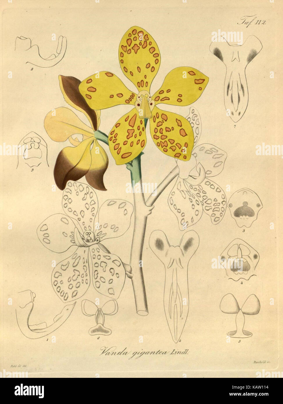 Une illustration de Xenia orchidacea, un type d'orchidée, montrée en détail botanique dans Tab. 112 d'une publication de référence botanique. Banque D'Images