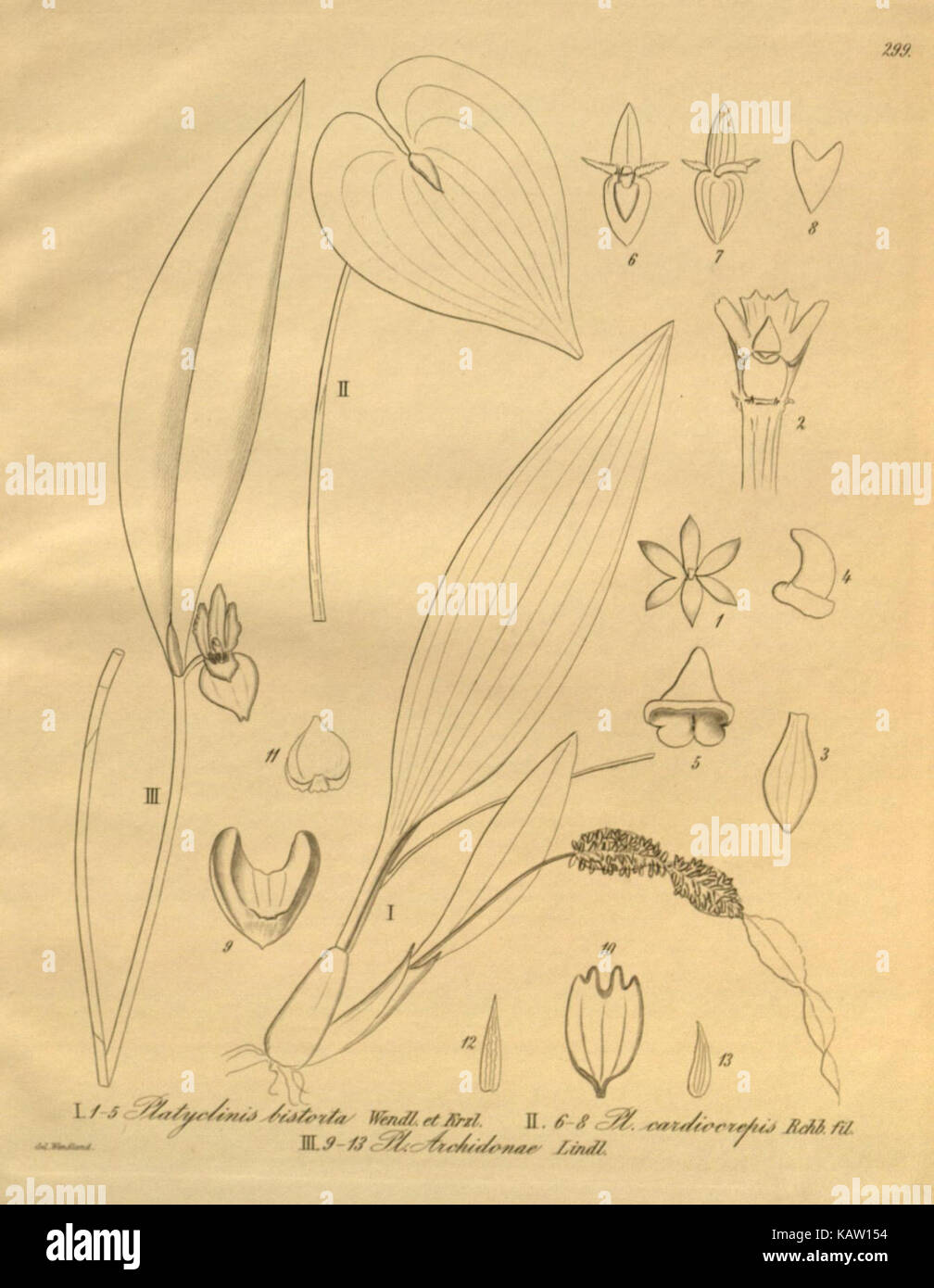 Illustration botanique de Xenia orchidacea à partir d'une série de plaques scientifiques, montrant la structure détaillée de la plante et ses caractéristiques d'identification. Banque D'Images