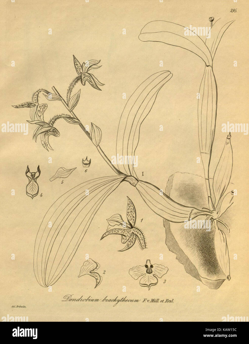 Cette illustration de Xenia orchidacea, présentée dans la planche 295, montre une représentation botanique détaillée de l’espèce, mettant en évidence ses caractéristiques et caractéristiques uniques. Banque D'Images