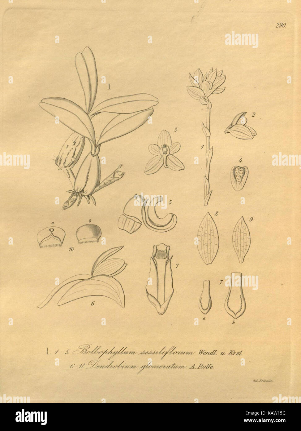 Cette plaque botanique représente Xenia orchidacea, une espèce d'orchidée connue pour son aspect unique, mettant en valeur ses fleurs et sa structure distinctives. Banque D'Images