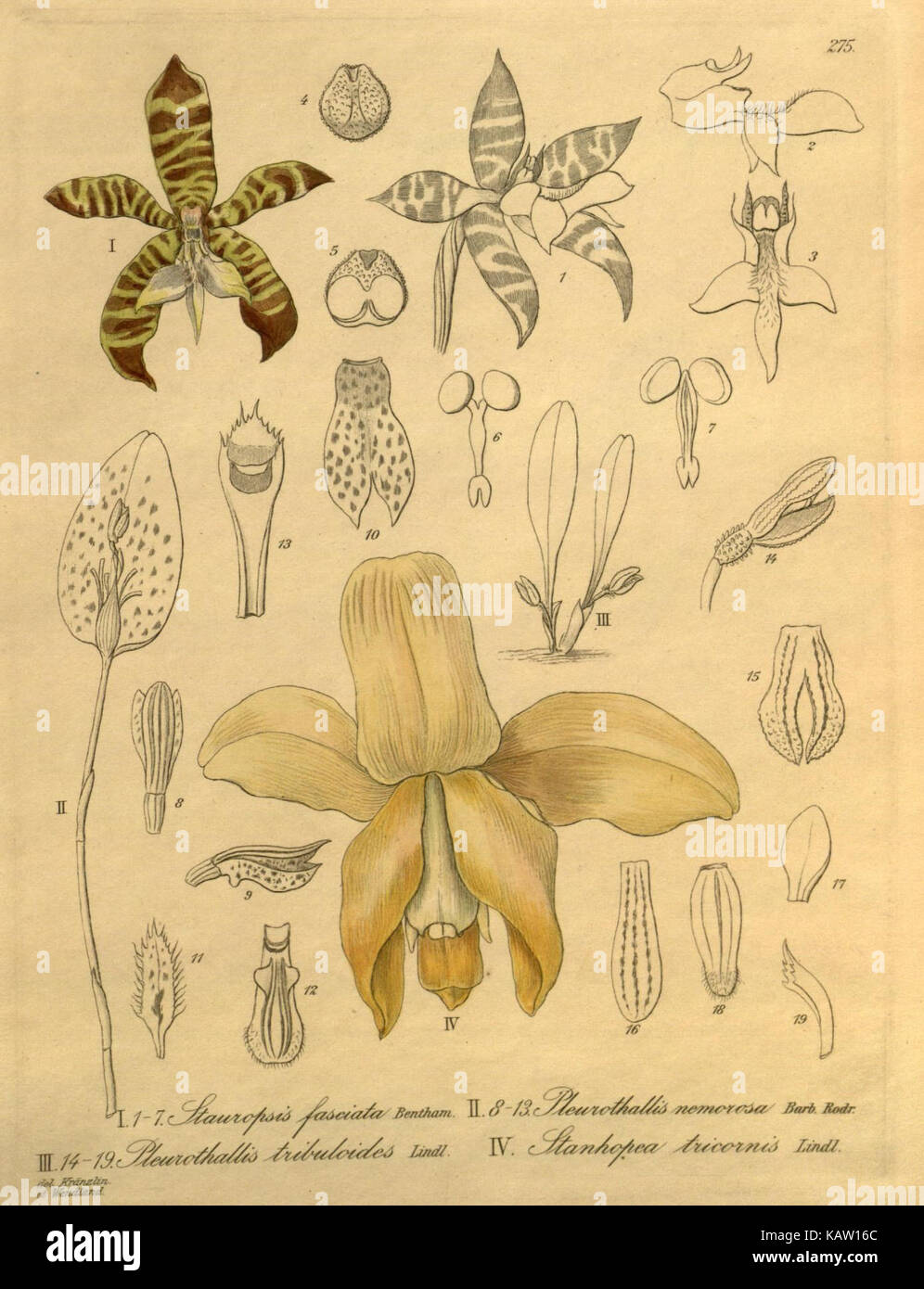 Une illustration de l'espèce d'orchidée Xenia orchidacea, mettant en valeur ses fleurs distinctives et ses caractéristiques botaniques. Banque D'Images