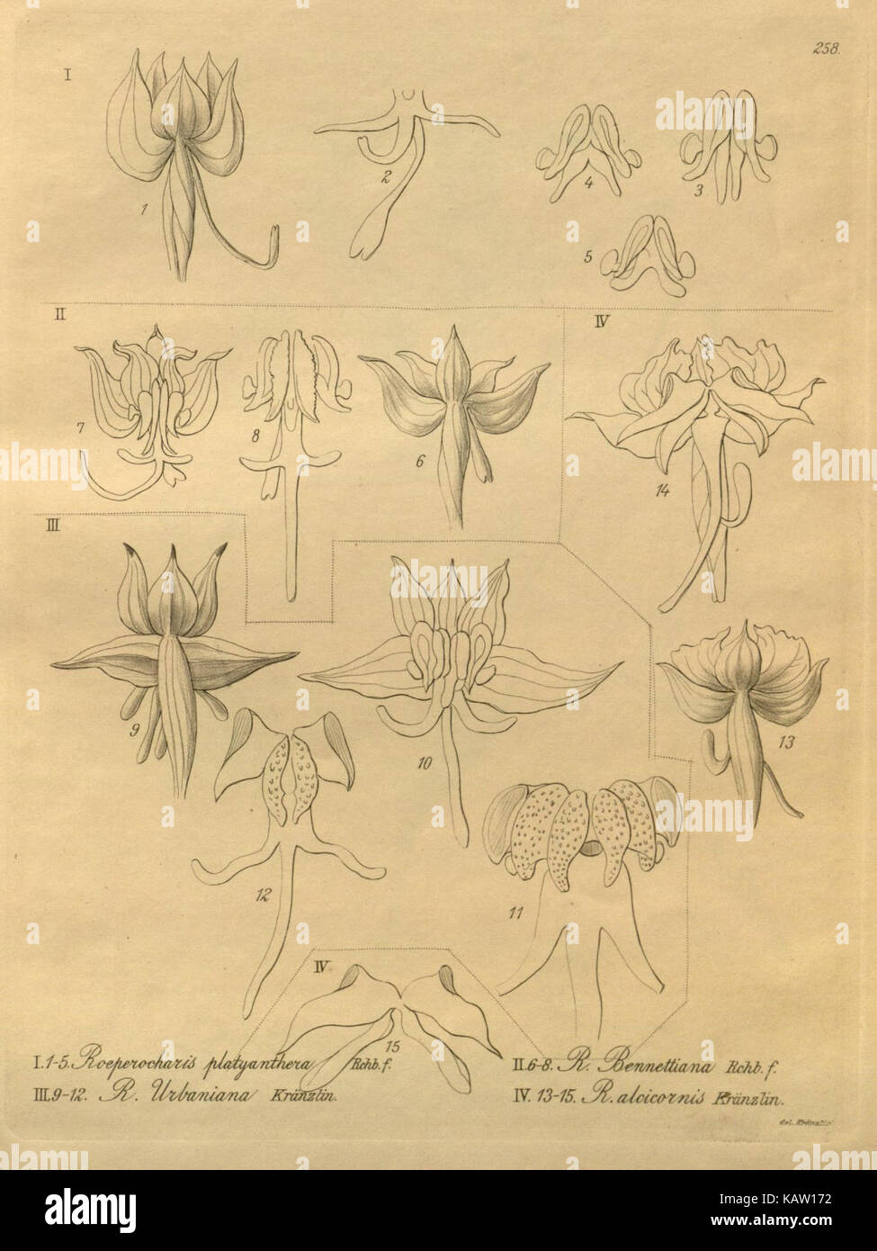 Xenia orchidacea (planche 258) (8571430215) Banque D'Images