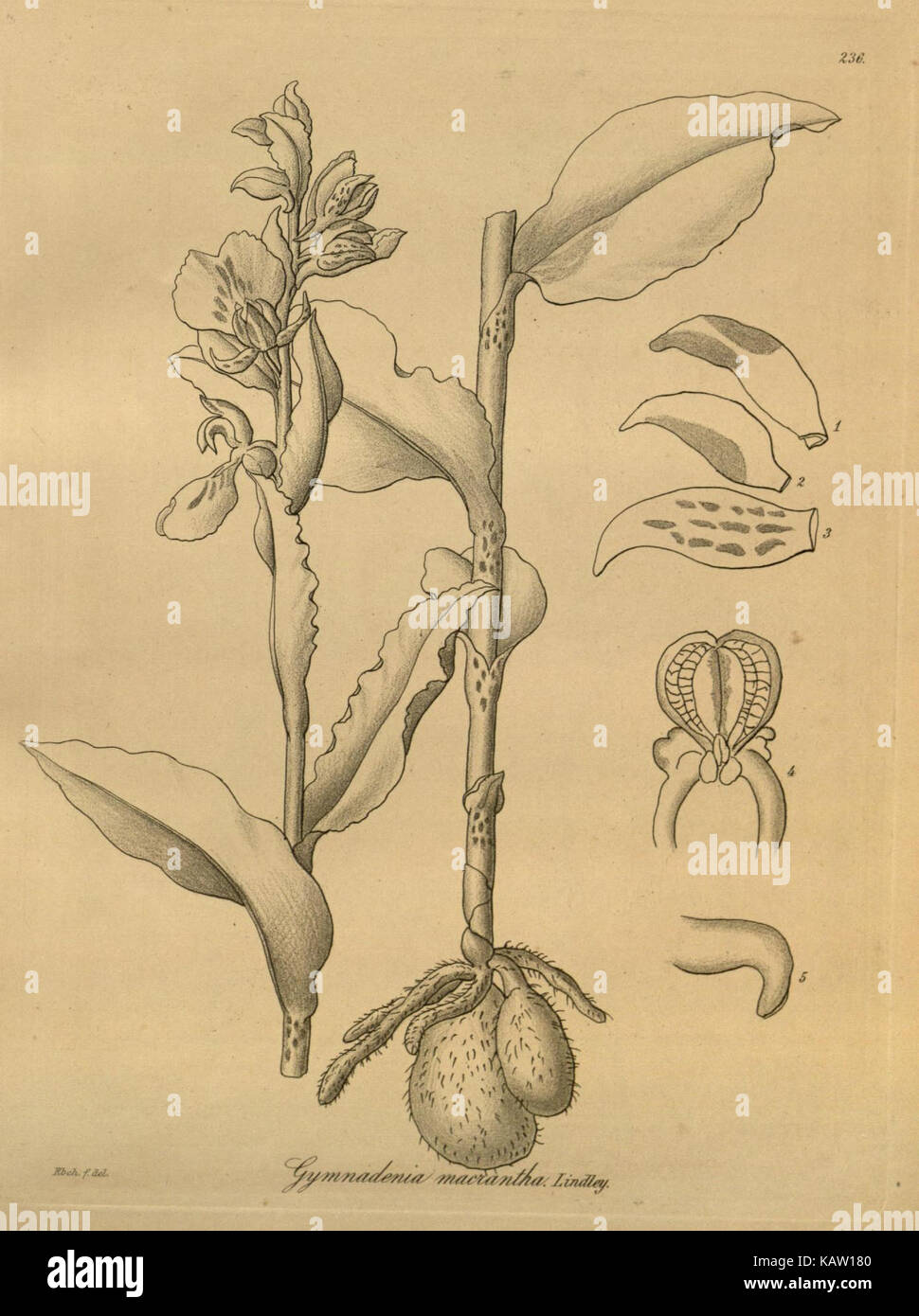 Xenia orchidacea (planche 236) (8571420855) Banque D'Images