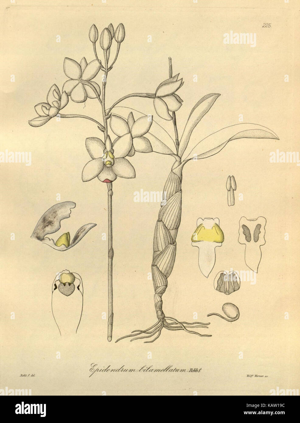 Cette illustration botanique du jardin botanique du Missouri représente Xenia orchidacea, une espèce connue pour ses fleurs distinctives et son importance écologique dans les régions tropicales. Banque D'Images