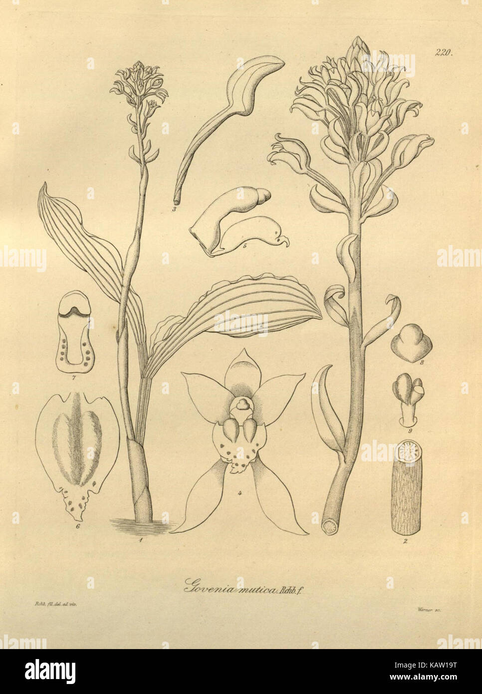 Xenia orchidacea (planche 220) (8571413523) Banque D'Images