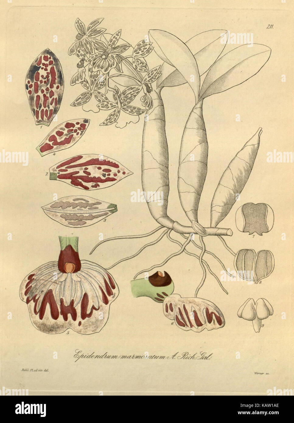 Une illustration botanique de Xenia orchidacea, mettant en valeur les caractéristiques détaillées de cette espèce d'orchidée tropicale. L'image représente la structure florale unique et les couleurs vibrantes de l'orchidée. Banque D'Images