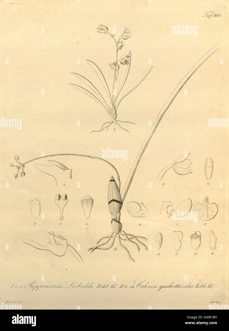 Ce dessin botanique de *Xenia orchidacea*, présenté dans un livre botanique historique, fournit une illustration détaillée de l'espèce, soulignant ses caractéristiques uniques et sa beauté. Banque D'Images