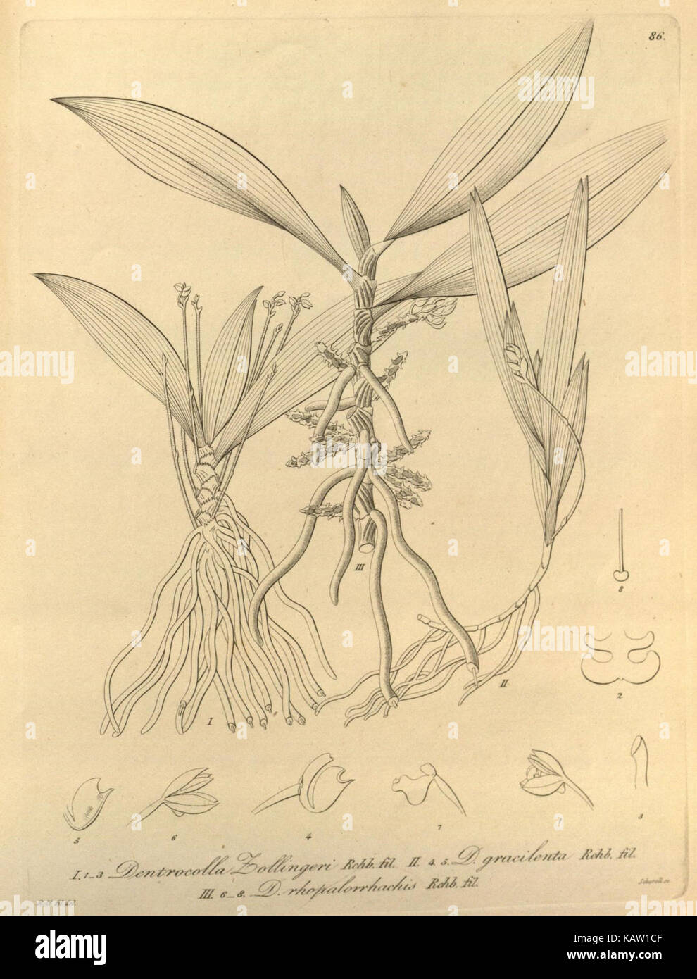 Xenia orchidacea (Fig. 86) présente une illustration détaillée de l'espèce d'orchidée Xenia orchidacea, mettant en évidence ses caractéristiques botaniques et son importance dans les études végétales et l'horticulture. Banque D'Images