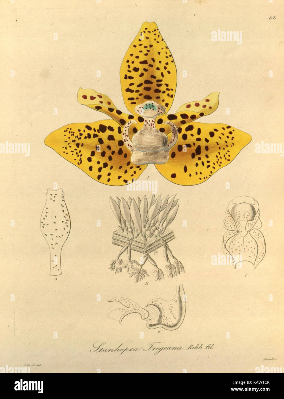 Une illustration botanique de *Xenia orchidacea*, une espèce d’orchidée, issue d’un travail scientifique ou d’une étude botanique, mettant en évidence ses caractéristiques détaillées. Banque D'Images