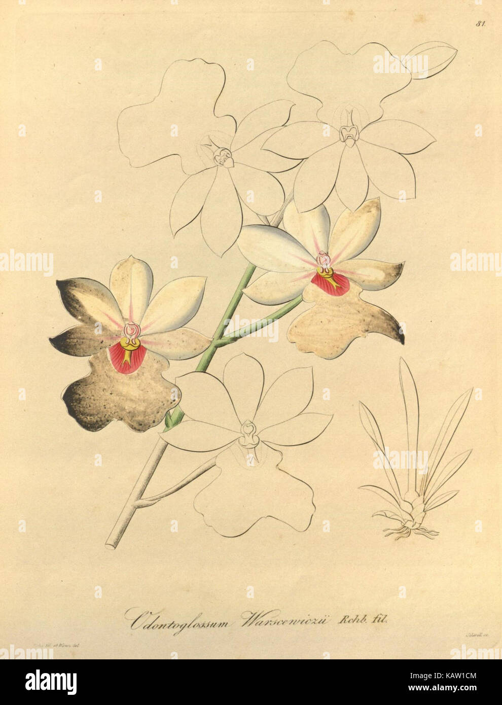 Ce dessin de *Xenia orchidacea*, présenté dans un livre botanique, illustre les caractéristiques détaillées de cette espèce d'orchidée, qui fait partie de la collection du jardin botanique du Missouri. Banque D'Images