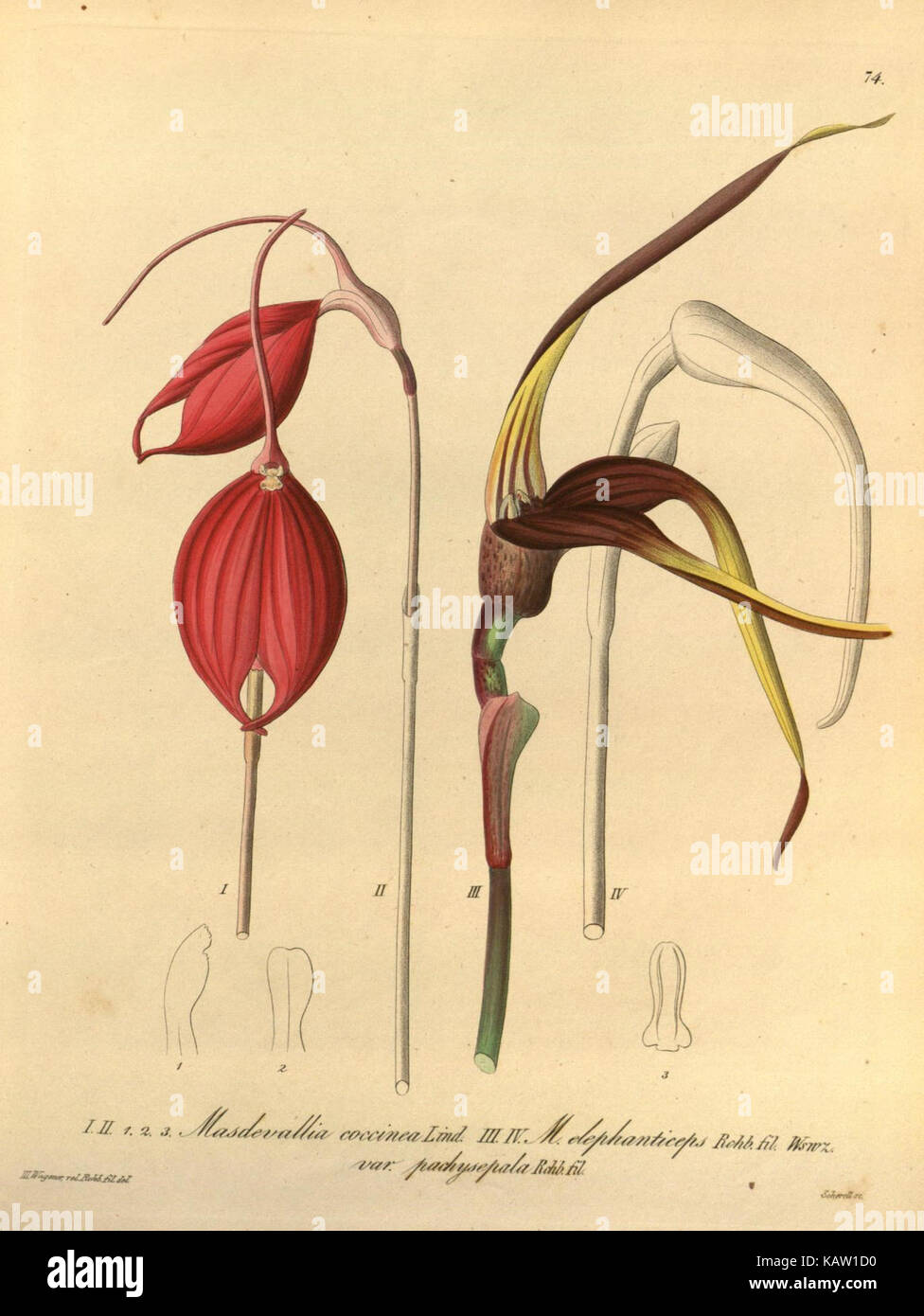 Une image de l'espèce d'orchidée Xenia orchidacea, identifiée dans des études botaniques, montrant son apparence et ses caractéristiques distinctives comme illustré à la figure 74. Banque D'Images