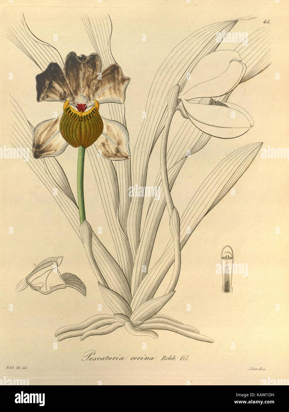 Cette illustration botanique du jardin botanique du Missouri représente « Xenia orchidacea », mettant en valeur les caractéristiques uniques des espèces d'orchidées. L'œuvre fait partie des archives botaniques utilisées pour la recherche et l'éducation. Banque D'Images