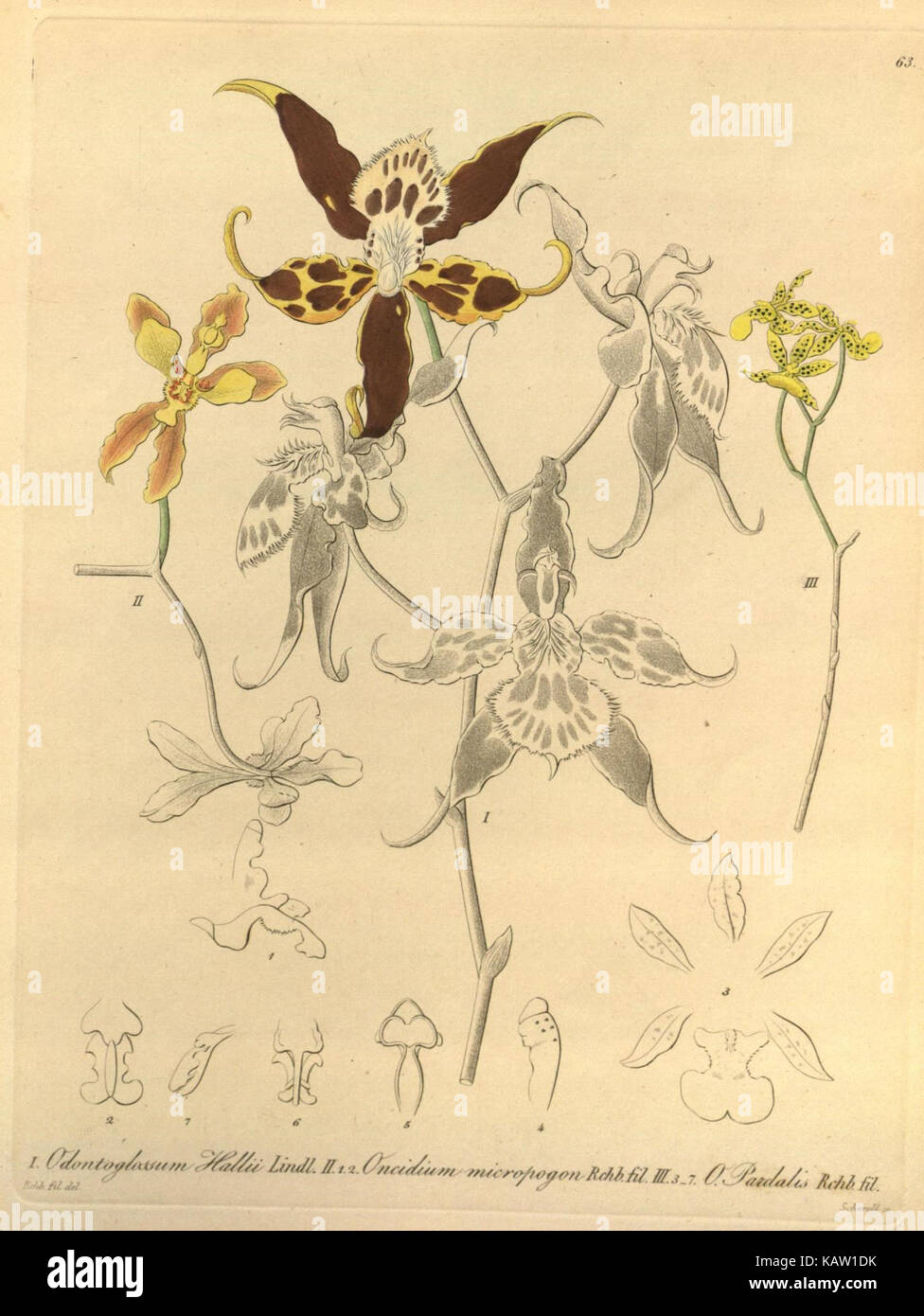 Illustration botanique de Xenia orchidacea, représentée dans un dessin au trait détaillé. Cette espèce végétale fait partie de la vaste collection du Missouri Botanical Garden et est présente dans la recherche botanique et l'éducation. Banque D'Images