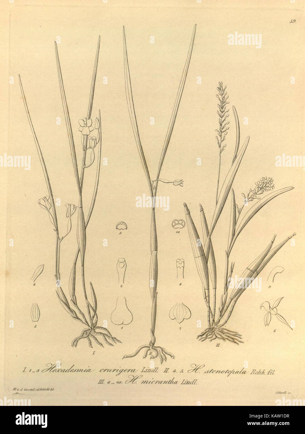 Xenia orchidacea (Fig. 59) (8558662229) Banque D'Images