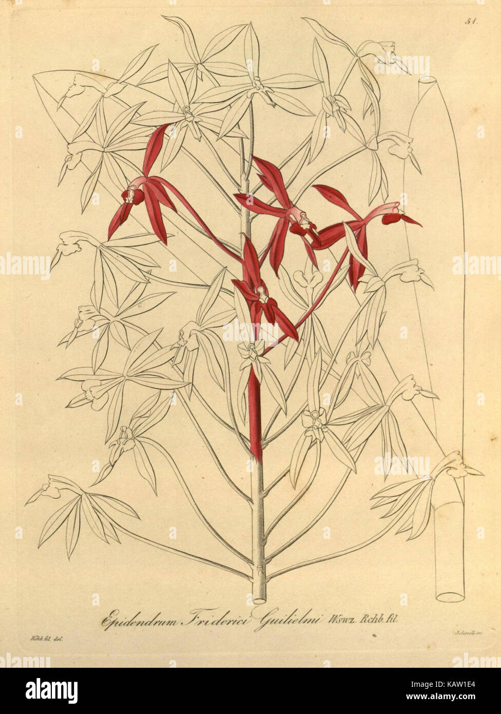 Xenia orchidacea (Fig. 51) (8559767254) Banque D'Images