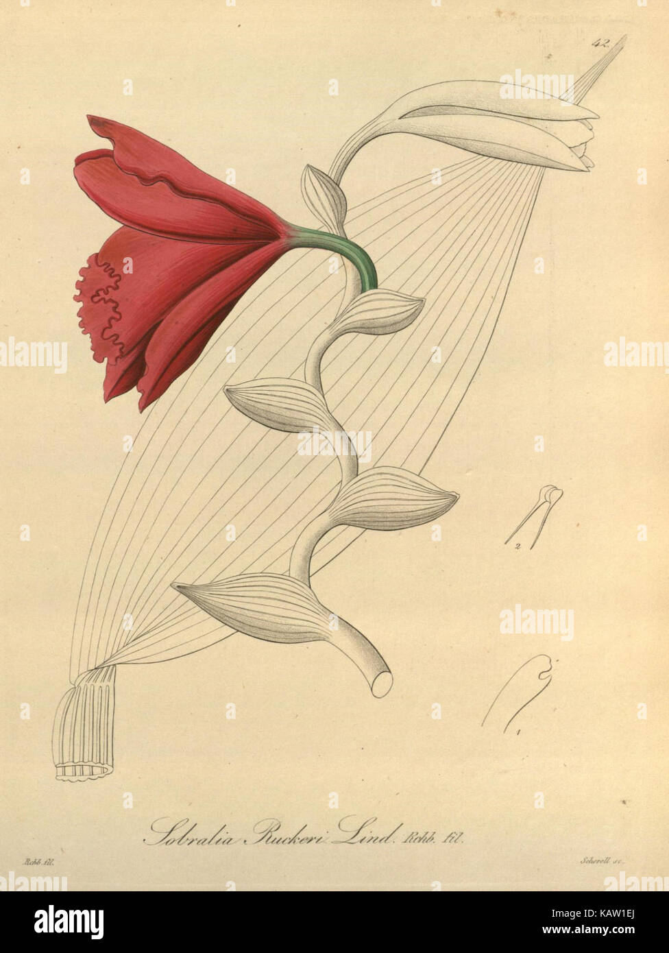 Xenia orchidacea (Fig. 42) (8559764672) Banque D'Images