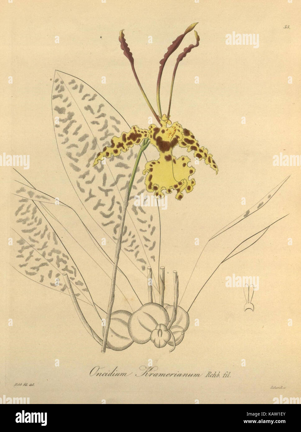 Cette illustration tirée d'un livre botanique met en valeur Xenia orchidacea, une espèce d'orchidée. Le dessin détaillé met en évidence ses caractéristiques distinctives, contribuant à l'étude et à l'appréciation de la diversité botanique. Banque D'Images