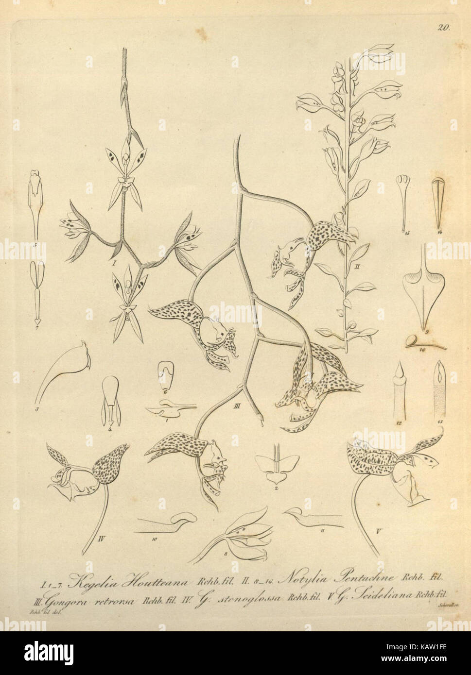 Ce livre présente un dessin botanique détaillé de Xenia orchidacea, une espèce végétale, mettant en valeur la valeur scientifique et artistique des études botaniques au jardin botanique du Missouri. Banque D'Images