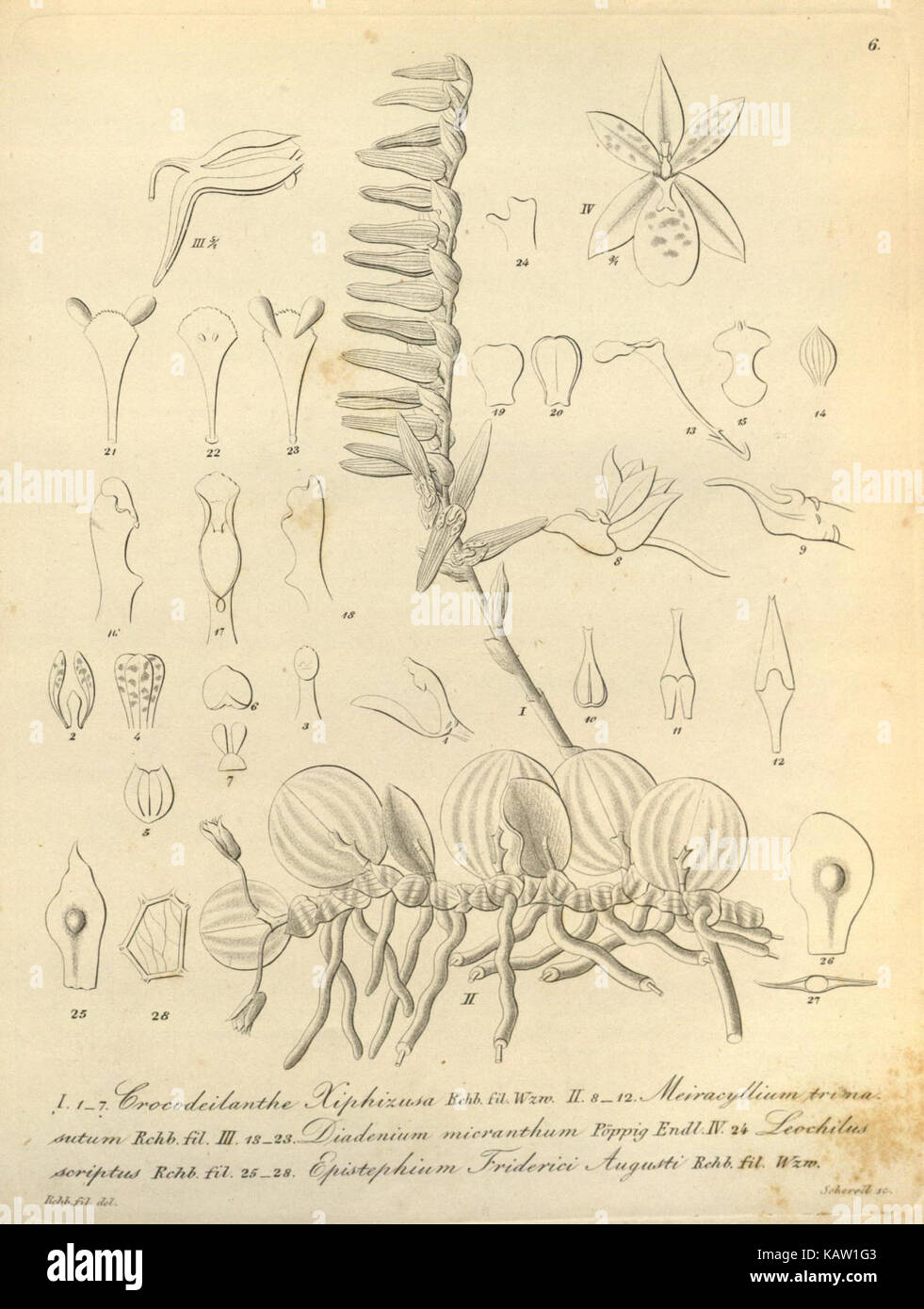 Xenia orchidacea (Fig. 6) (8559754752) Banque D'Images