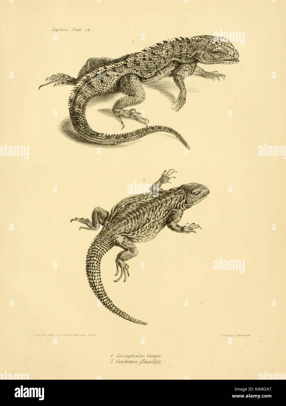 La zoologie du voyage de H.M.S. Beagle (Reptiles Pl. 14) (8432832918) Banque D'Images