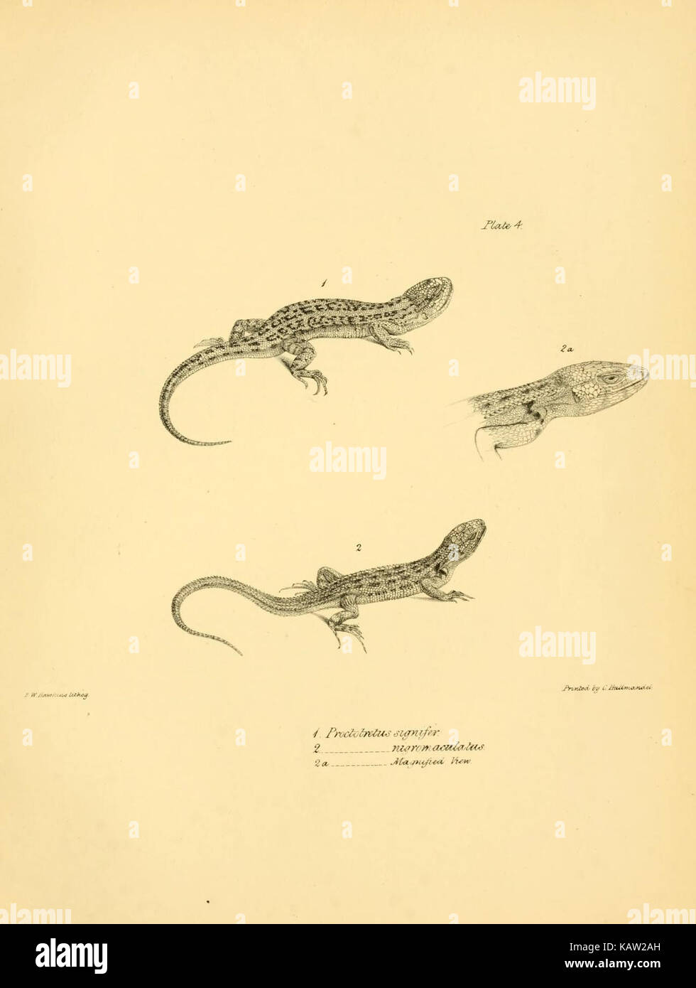 La zoologie du voyage de H.M.S. Beagle (Reptiles Pl. 4) (8431745497) Banque D'Images