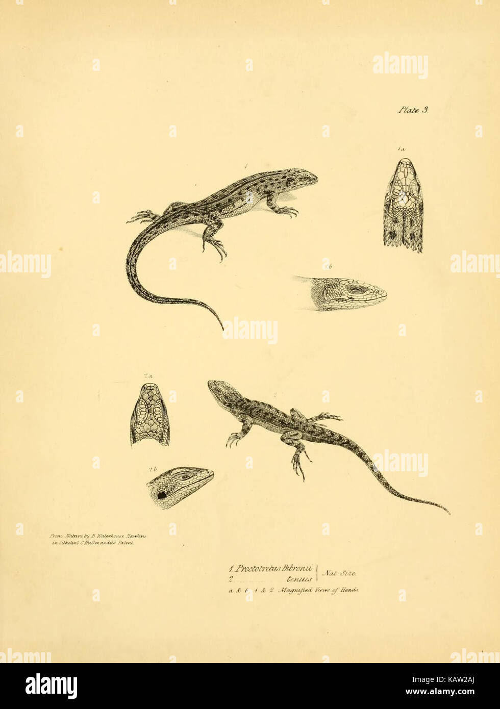 La zoologie du voyage de H.M.S. Beagle (Reptiles Pl. 3) (8431745157) Banque D'Images