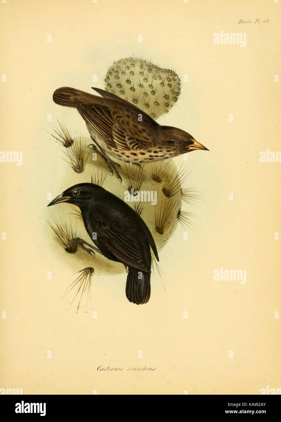 La zoologie du voyage de H.M.S. Beagle (Oiseaux Pl. 42) (8429530105) Banque D'Images