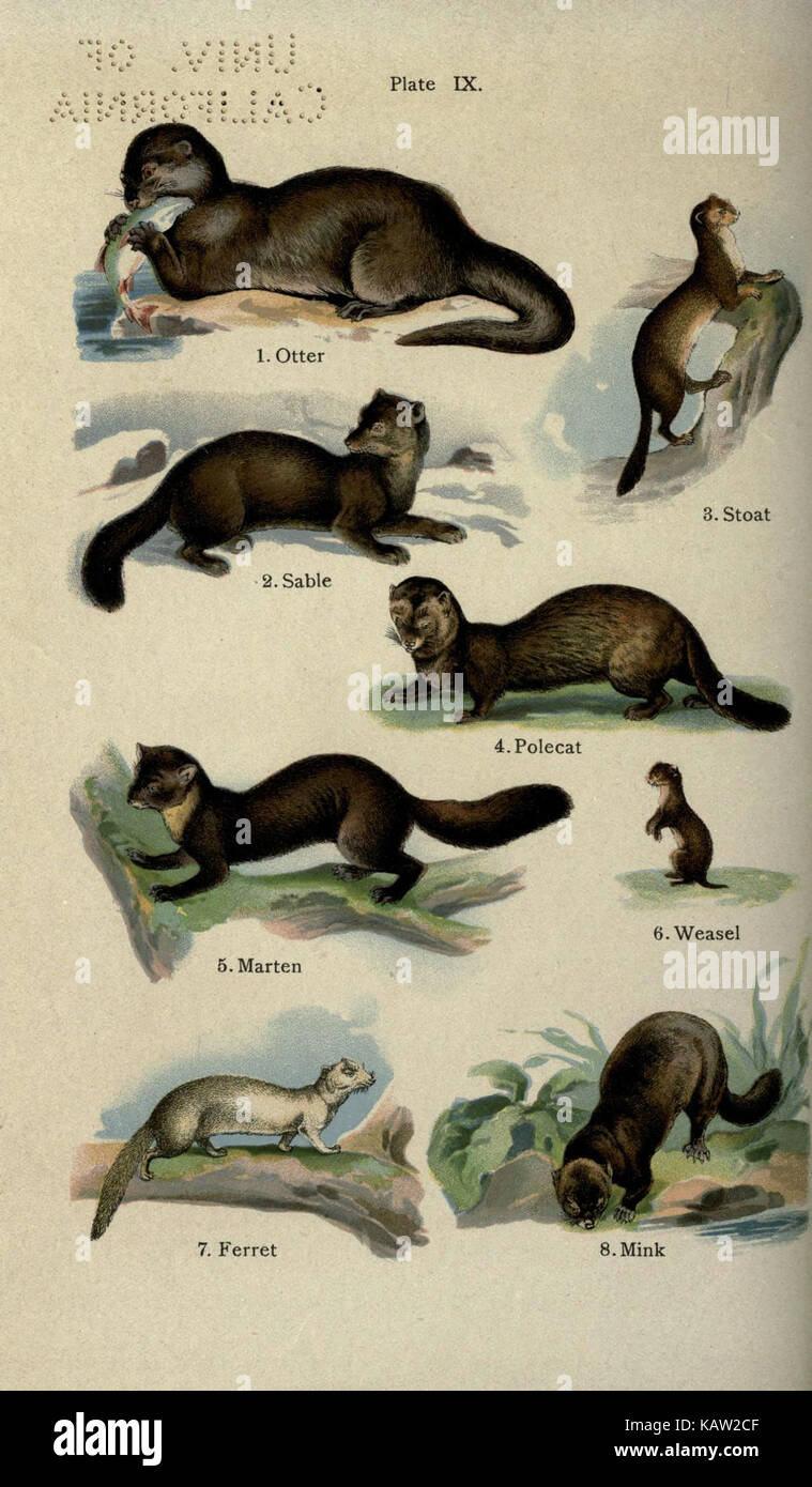 Une illustration de plaque colorée de *The Handy Natural History*, représentant divers éléments naturels. L'image comprend des représentations détaillées de plantes, d'animaux et d'écosystèmes, mettant l'accent sur l'histoire naturelle et l'illustration scientifique. Banque D'Images