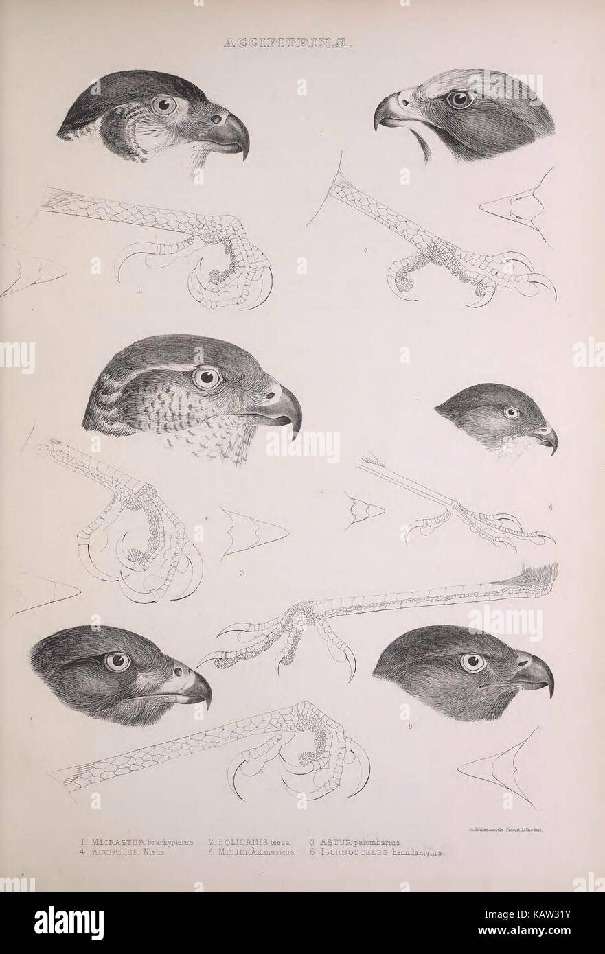 Cette illustration tirée de « les genres des oiseaux » représente diverses espèces d'oiseaux, présentant des illustrations ornithologiques détaillées. Le travail sert de référence importante pour la classification et le comportement des oiseaux, contribuant à la recherche ornithologique. Banque D'Images