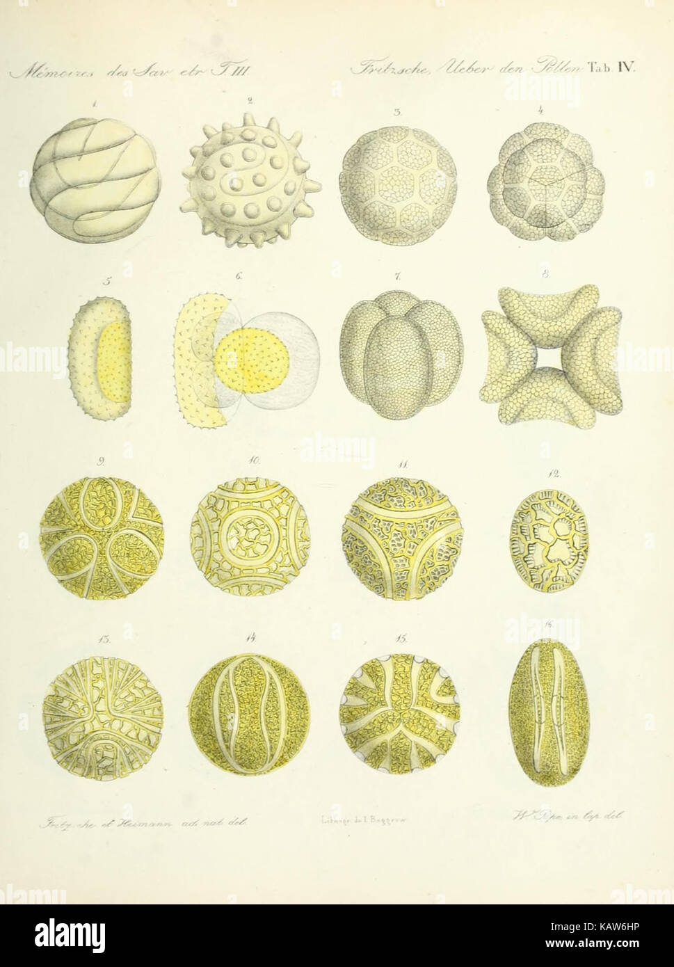 Ueber den Pollen (tab. IV) (7176485790) Banque D'Images