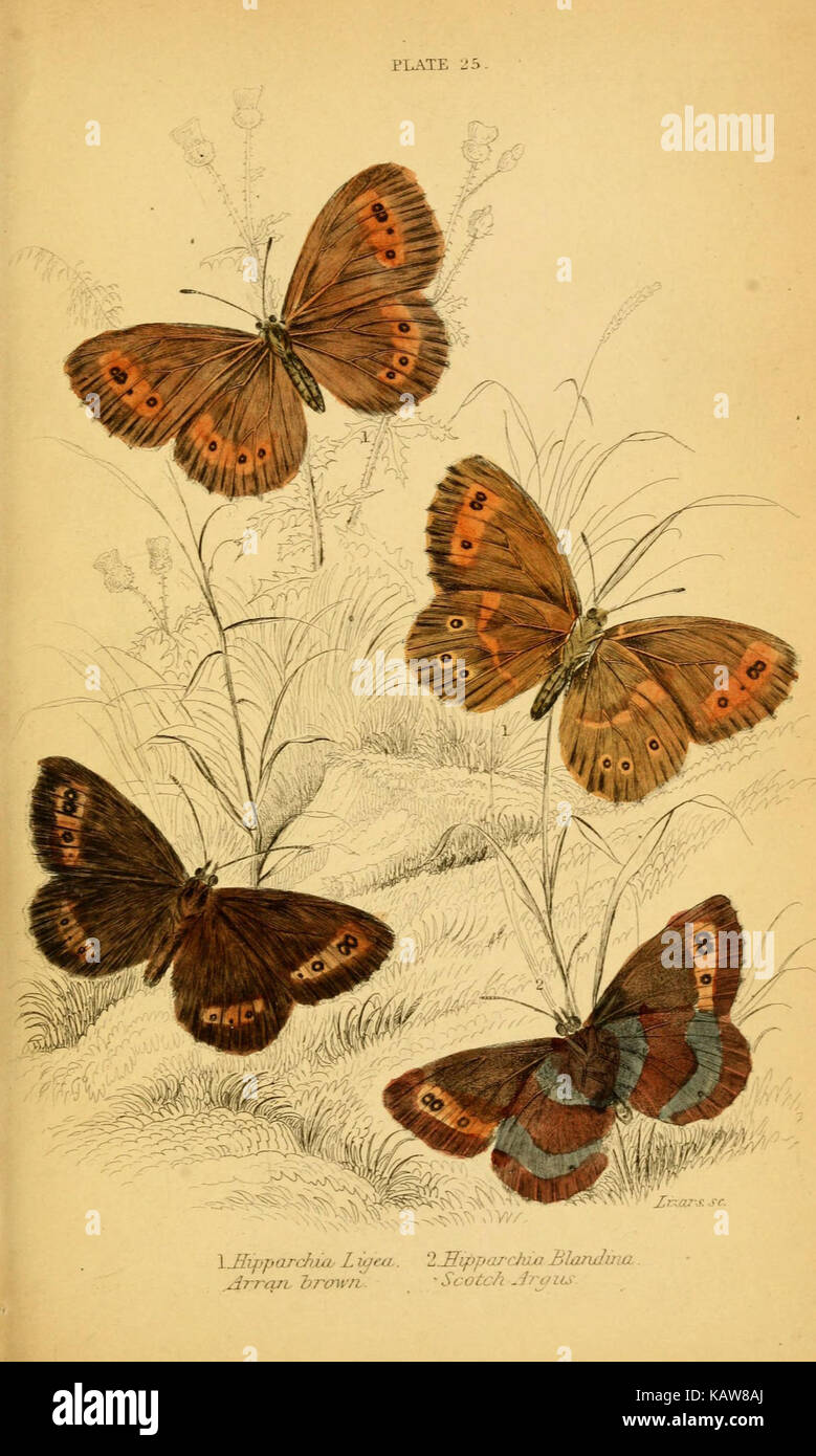 L'histoire naturelle du British butterflies (planche 25) (6077219532) Banque D'Images