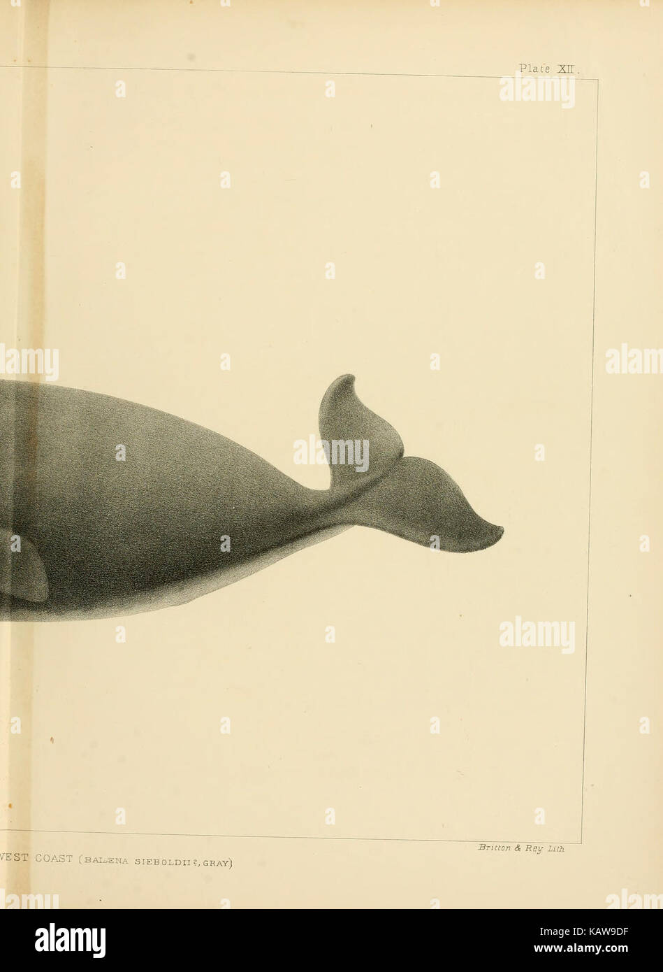 Les mammifères marins de la côte nord-ouest de l'Amérique du Nord (Planche XII) BHL16226180 Banque D'Images