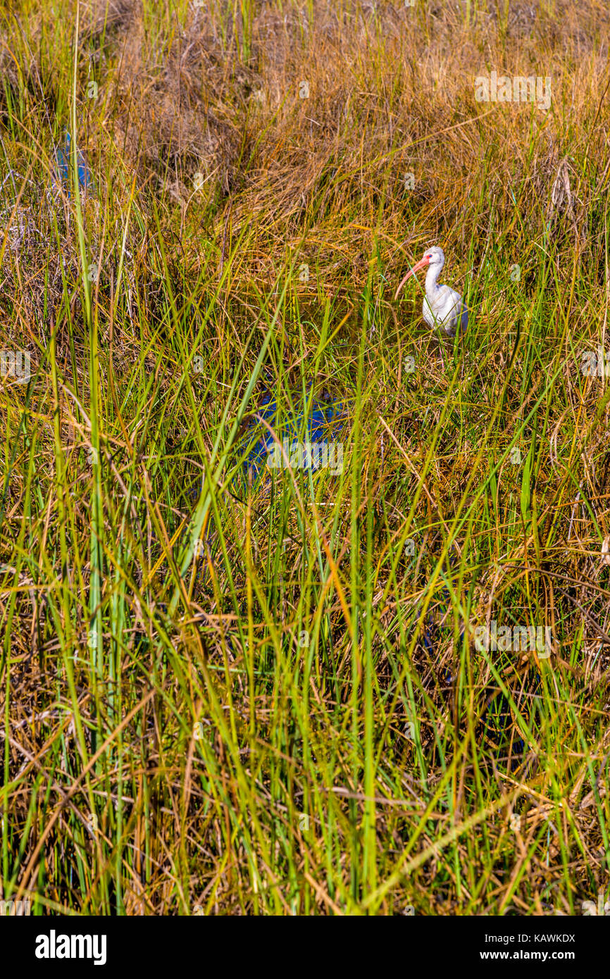 Le Parc National des Everglades, en Floride. Ibis à la végétation des terres humides. Banque D'Images