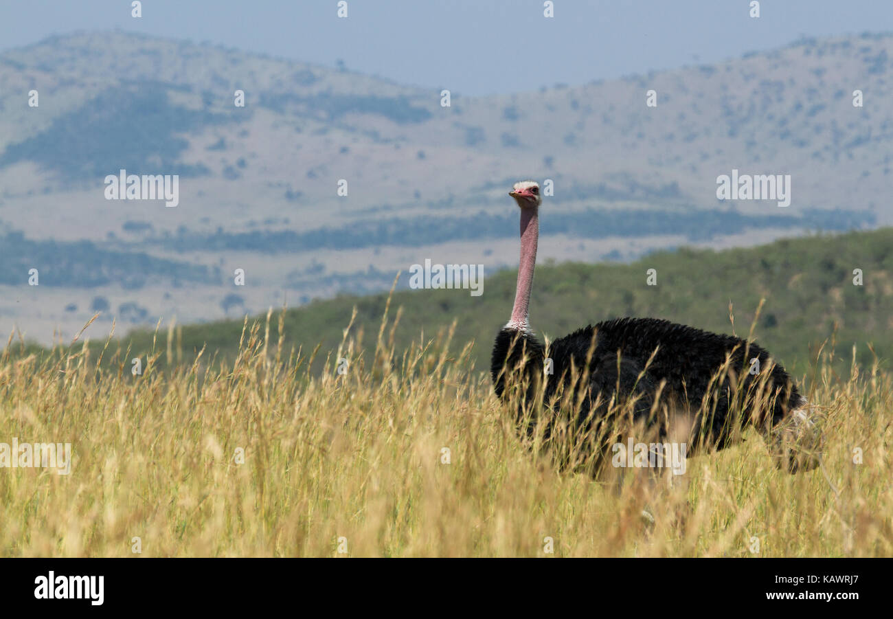 Oiseaux d'Autruche (Struthio camelus) balade sur les plaines du Masai Mara, Kenya Banque D'Images