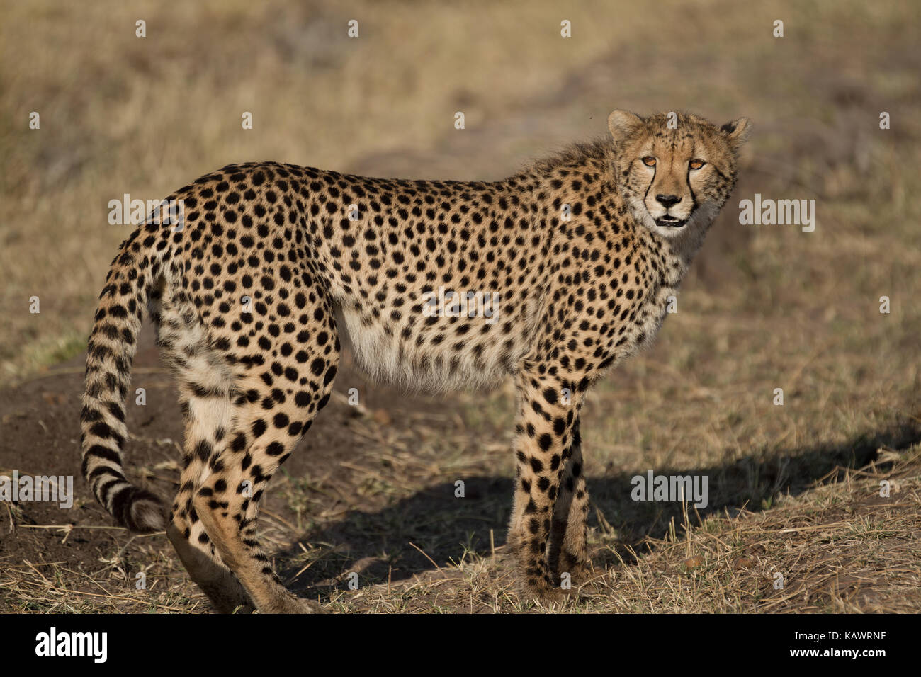 Le Guépard (Acinonyx jubatus) numérise la savane dans le Masai Mara, Kenya Banque D'Images