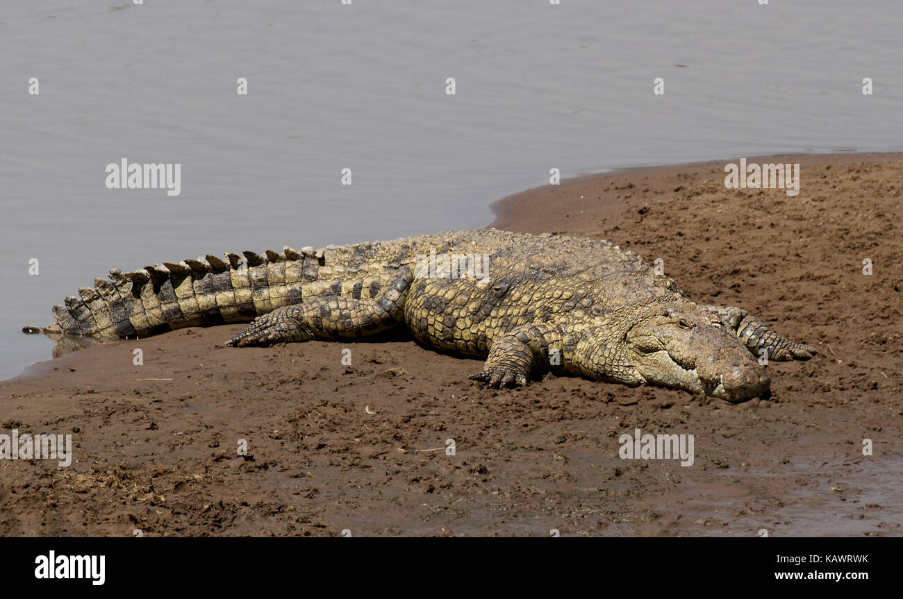 Le crocodile du Nil (Crocogylus niloticus) l'échauffement au soleil sur la rivière Mara bank dans le Masai Mara, Kenya Banque D'Images