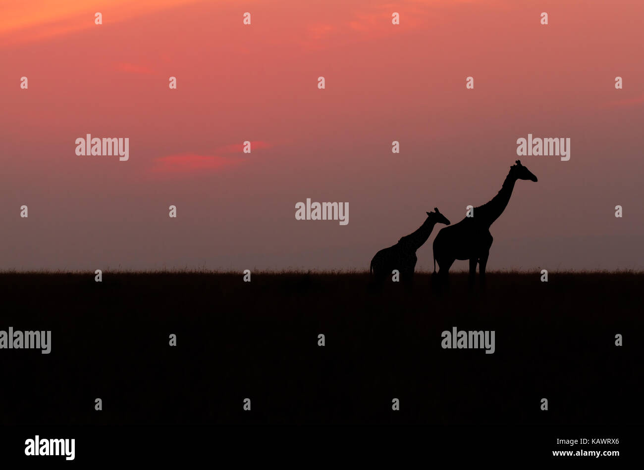 Les Girafes sur les plaines en silhouette sur l'Afrique de glorieux coucher du soleil dans le Masai Mara, Kenya Banque D'Images