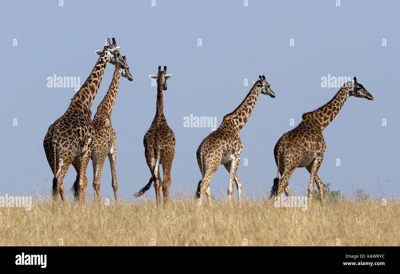 Tour de girafes (Giraffa) marcher sur la savane dans le Masai Mara, Kenya Banque D'Images
