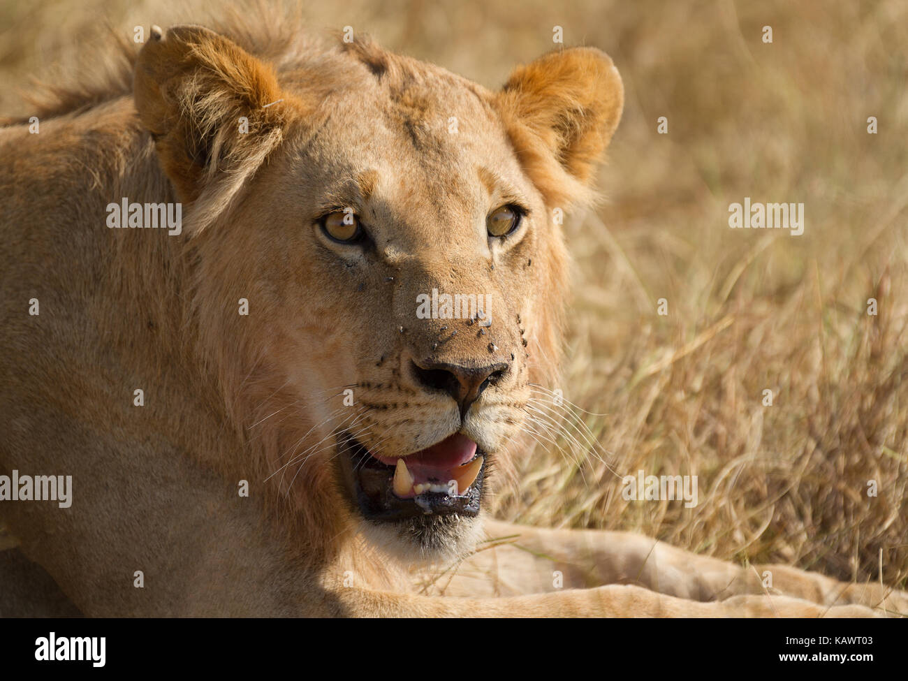 Young male Lion se reposant au soleil (Panthera leo) close up head shot dans le Masai Mara, Kenya Banque D'Images