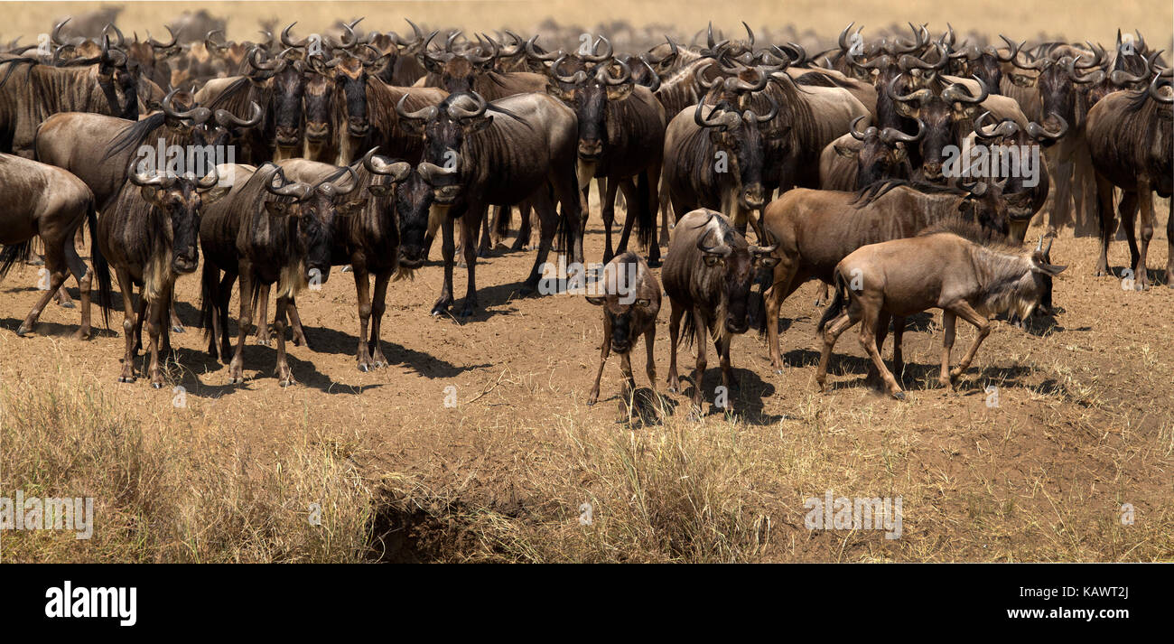 Gnus (connochaetes gnou) de l'attente dans la rivière Mara pour l'occasion de croiser pendant la grande migration dans le Masai Mara, Kenya Banque D'Images