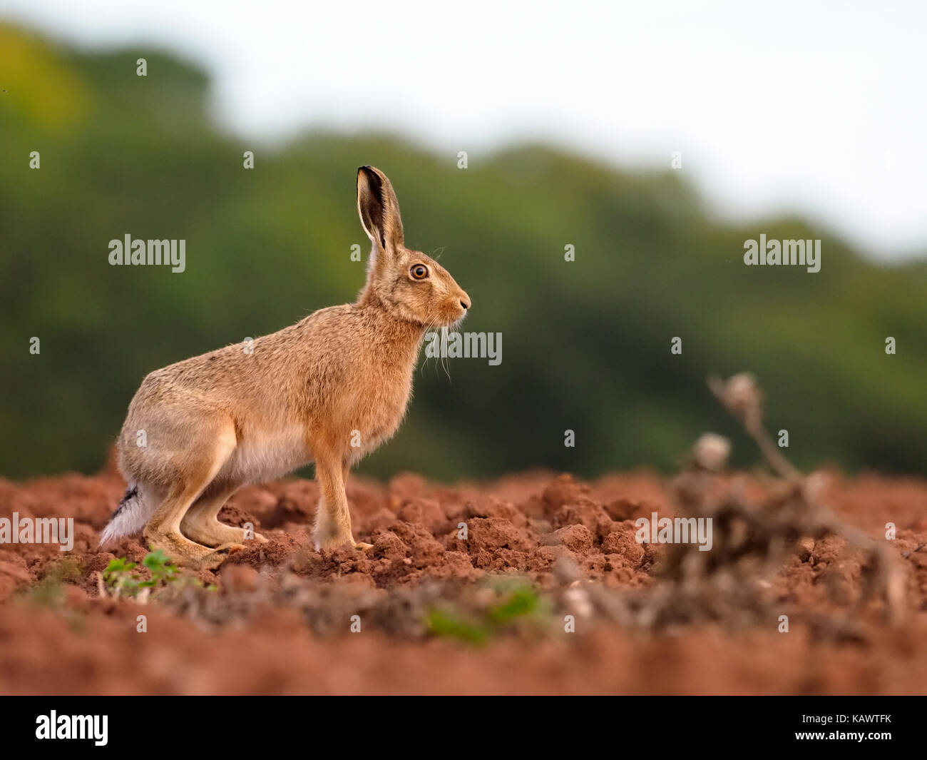 European brown hare, Lepus europaeus, seul hare sur terrain, dans le Warwickshire, septembre 2017 Banque D'Images