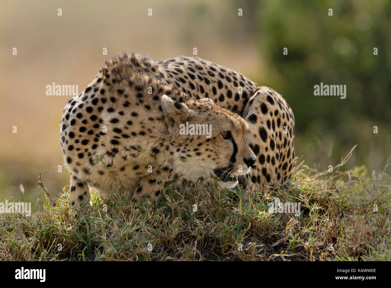 Cheetah Squated monticule sur à la recherche de proies dans le Masai Mara, Kenya Banque D'Images